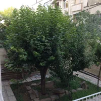 ۱۳۵ متر/ ۳ خواب/حیاط/ منطقه دنج و لوکس یوسف آباد|اجارهٔ آپارتمان|تهران, یوسف‌آباد|دیوار