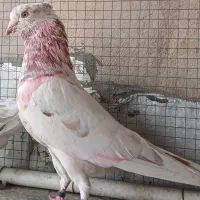 کبوتر جوجه
