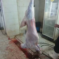 گوسفند زنده باقصاب شبانه روزی|حیوانات مزرعه|نسیمشهر, |دیوار