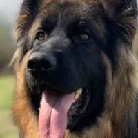 فروش یک عدد سگ ژرمن اصل شیب دار پا کوتاه ۸ ماهه