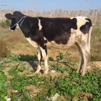 لیشه هولشتاین گوساله گاو