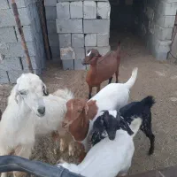 بز داشتی|حیوانات مزرعه|رودان, |دیوار