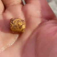 مهره قدیمی