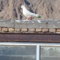 کبوتر سفید شیر|پرنده|فرخ‌شهر, |دیوار