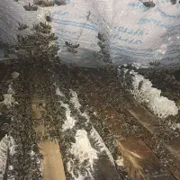 تلقیحی ولاین کارنیکا آلمانی بصورت قابی باکره و.