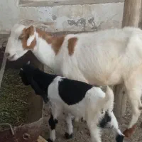 فروش کهره و بز