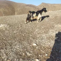 بز فروشی|حیوانات مزرعه|شاخنات, |دیوار