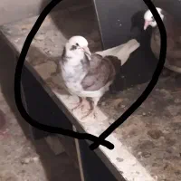 کبوتر باخت رفته