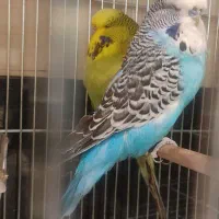 مرغ عشق انگلیسی|پرنده|تهران, سهروردی|دیوار