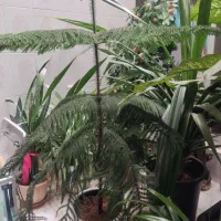 کاج مطبق سایز ۱/۵۰