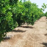 فروش-زمین-کشاورزی-و-پرورش-ماهی-13000-متر-در-کیاسر