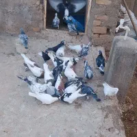 بجز رنگی ها|حیوانات|شال, |دیوار