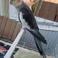 عروس هلندی نر