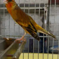 سهره قناری استاد لر بخون مست