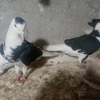 غهخبلهتت|کالسکه و لوازم جانبی|شادمهر, |دیوار