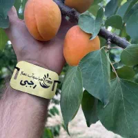 پیشفروش نهال زردآلو پرتقالی با شرایط چک|خدمات باغبانی و درختکاری|چوار, |دیوار