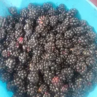 تمشک جنگلی تازه چین