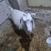 بز شکم دار و بزغاله|حیوانات مزرعه|رشت, ساغری سازان|دیوار