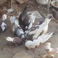 تعد اد۳۰الی ۴۰عدد کبوتر درهم فروشی|پرنده|خانمیرزا, |دیوار