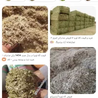 کاه لوبیا به فروش میرسید
