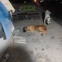 سگ گوسفندی|سگ|شیروان (خراسان), |دیوار