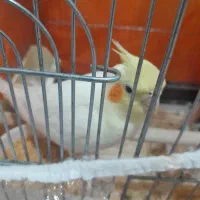 عروس هلندی|پرنده|تهران, آشتیانی|دیوار