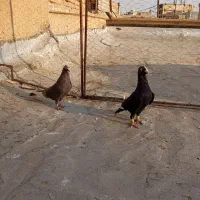 کفتر.کبوتر.|پرنده|شیراز, عادل آباد|دیوار