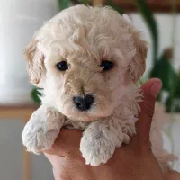 سگ های خانگی. دارای گواهی سلامت|سگ|شیراز, جانبازان|دیوار