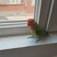 یک جفت برزیلی مولد