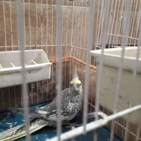 عروس هلندی نر و ماده سالم وسرحال|پرنده|شاهرود, |دیوار