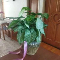 وسایل به علت اسباب کشی