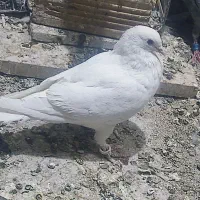 کفتر سفید شیری دوکت طوقی خوشرنگ