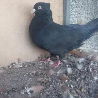 نر و ماده زاغ کلایی