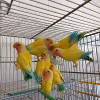 پاکوتاه نسل جدید خورشیدی دستی وسخنگوو...|پرنده|اصفهان, شیخ اشراق|دیوار