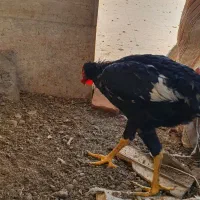 خروس|حیوانات مزرعه|ری, شهرک نظامی|دیوار