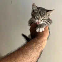 گربه اهلی رایگان