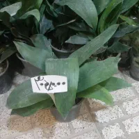 کاج مطبق بزرگ|گل و گیاه طبیعی|نیشابور, ناسیونال|دیوار