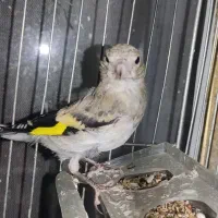 سهره جوجه وبزرگ