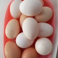 تخم مرغ محلی