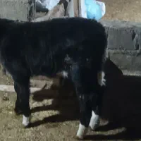 گاو باگوساله نر ۱۳۵|حیوانات مزرعه|هوراند, |دیوار