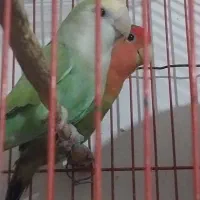 یک جفت کوتوله سالم بدون قفس داده میشود|پرنده|زابل, |دیوار