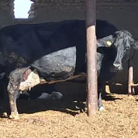 گاو و گوساله|حیوانات مزرعه|تربت جام, معدآباد|دیوار