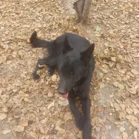 ژرمن شپرد بلک|سگ|اصفهان, زیار|دیوار