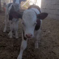 دو عدد گوساله سمینتال|حیوانات مزرعه|سده (خراسان جنوبی), |دیوار