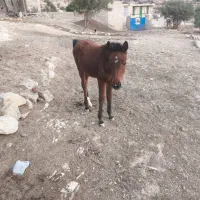 کره مادیون شیش ماهه سر حال