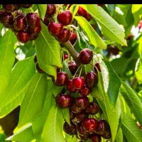 چیدن گیلاس و آلبالو به صورت روز مزد، توافقی