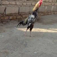 خروس و ماده مرغ