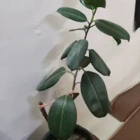 راهنمایی کنید