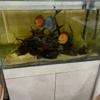 اکواریوم