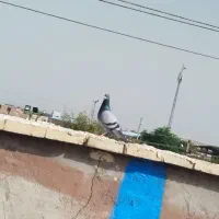 پلاکی